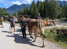 PXL_20260829_132241788-Ochsenrennen-Wallgau-Training-29.08.2026