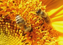 Sonnenblume-Bienen_2