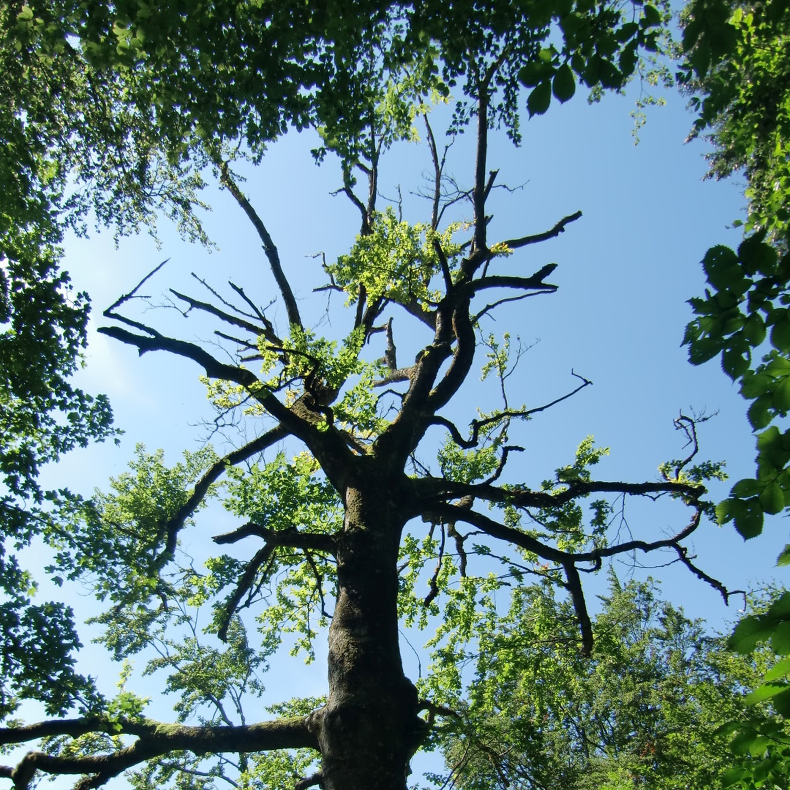 Dürre Baumkrone aus dem Wald um Wallgau