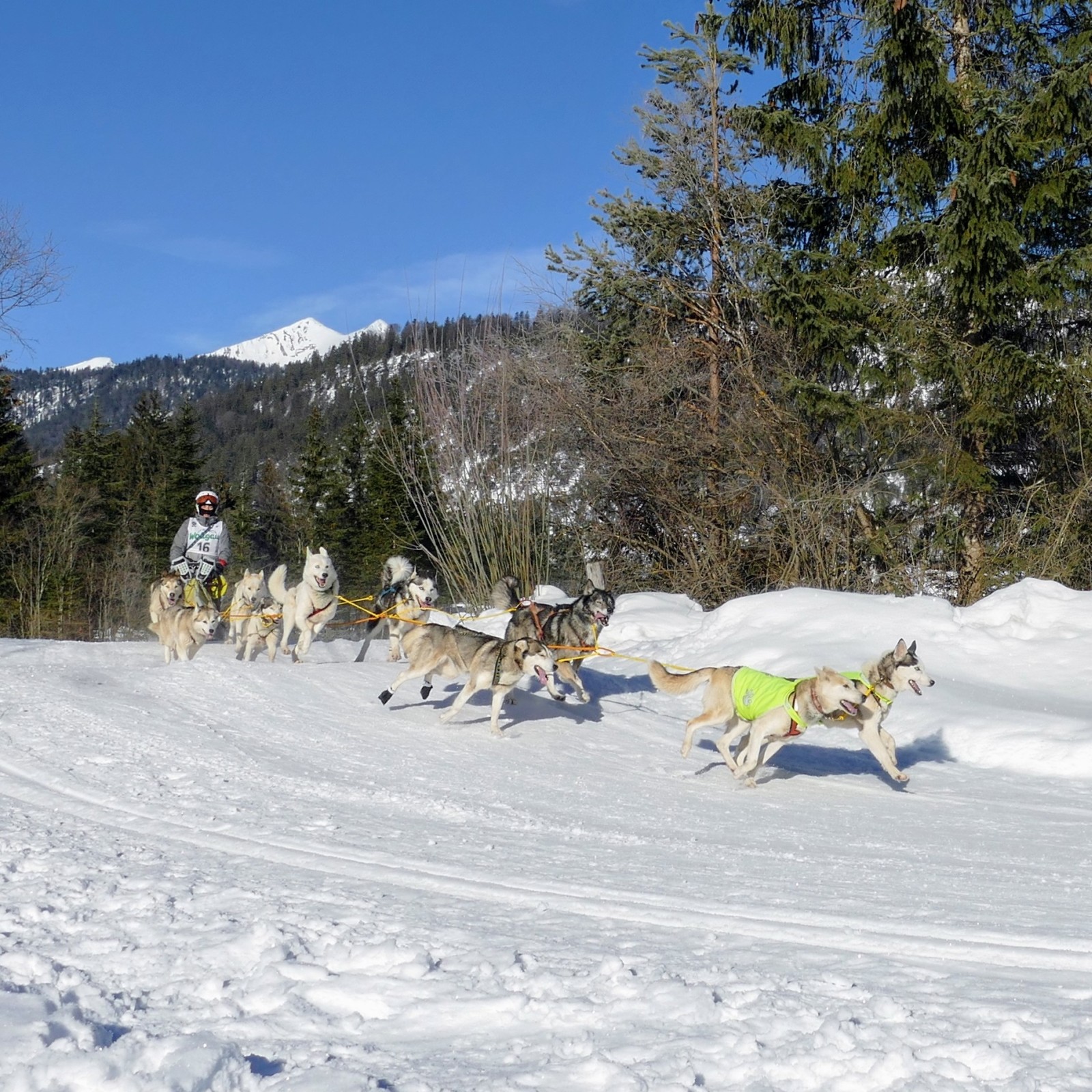 Schlittenhunderennen 2019 in Wallgau