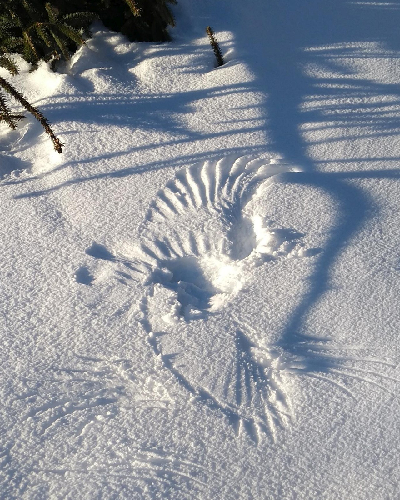 Archaeopteryx im Schnee 85 cm Spannweite