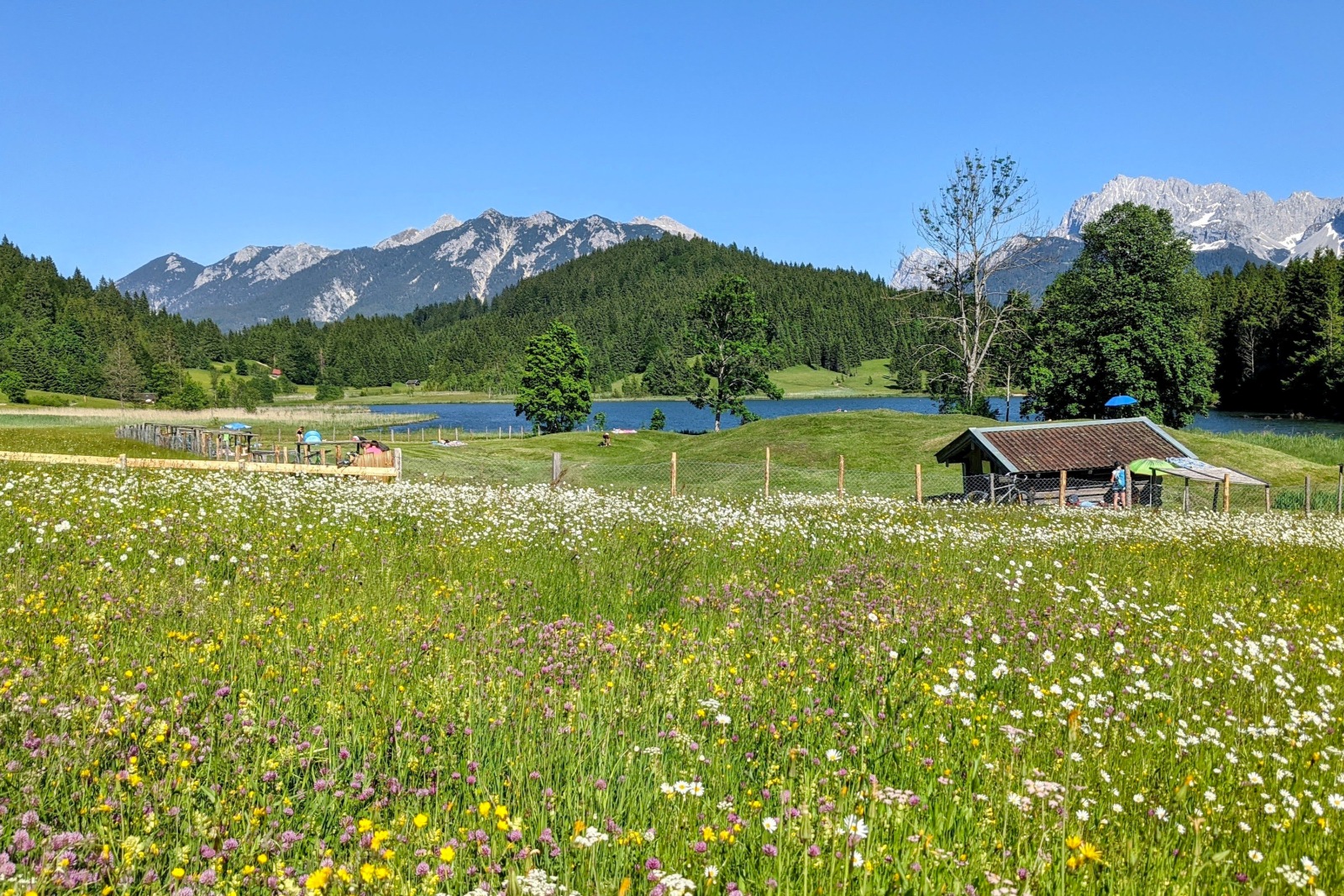 Blumenwiese vor Karwendelgebirge