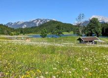 Blumenwiese vor Karwendelgebirge