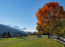 363_DSC06221_Gerold-Herbstbaum